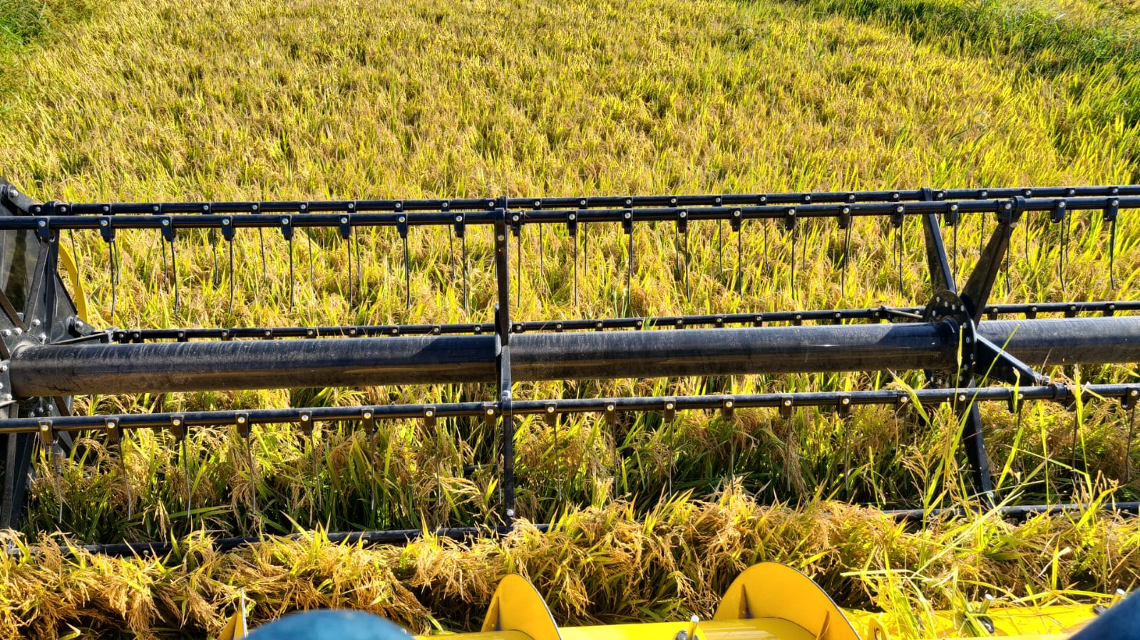 WhatsApp Image 2023-05-25 at 18.42.26.jpeg